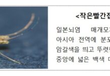 전국에 일본뇌염 경보 발령…예방접종 권고