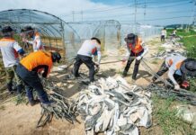 침수 피해 현장 의용소방대가 떴다…37도 불볕 더위 속 비닐하우스 복구 구슬땀